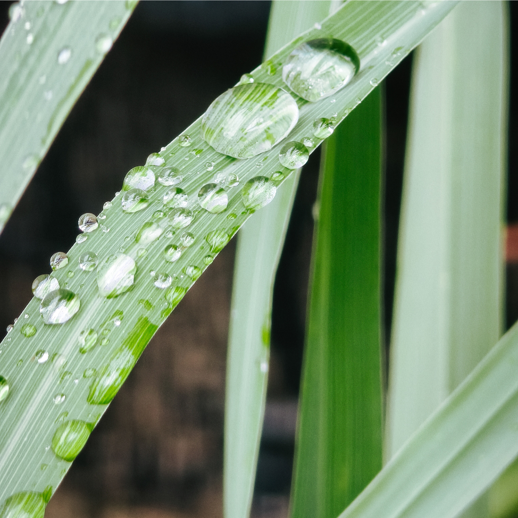Essential Oil-Lemongrass (Cymbopogon Flexuosus)