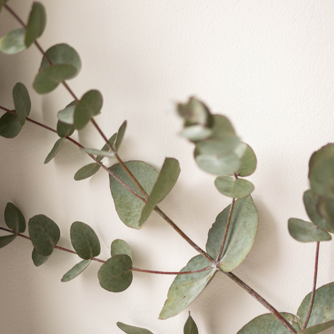 Essential Oil-Eucalyptus (Eucalyptus Globulus)